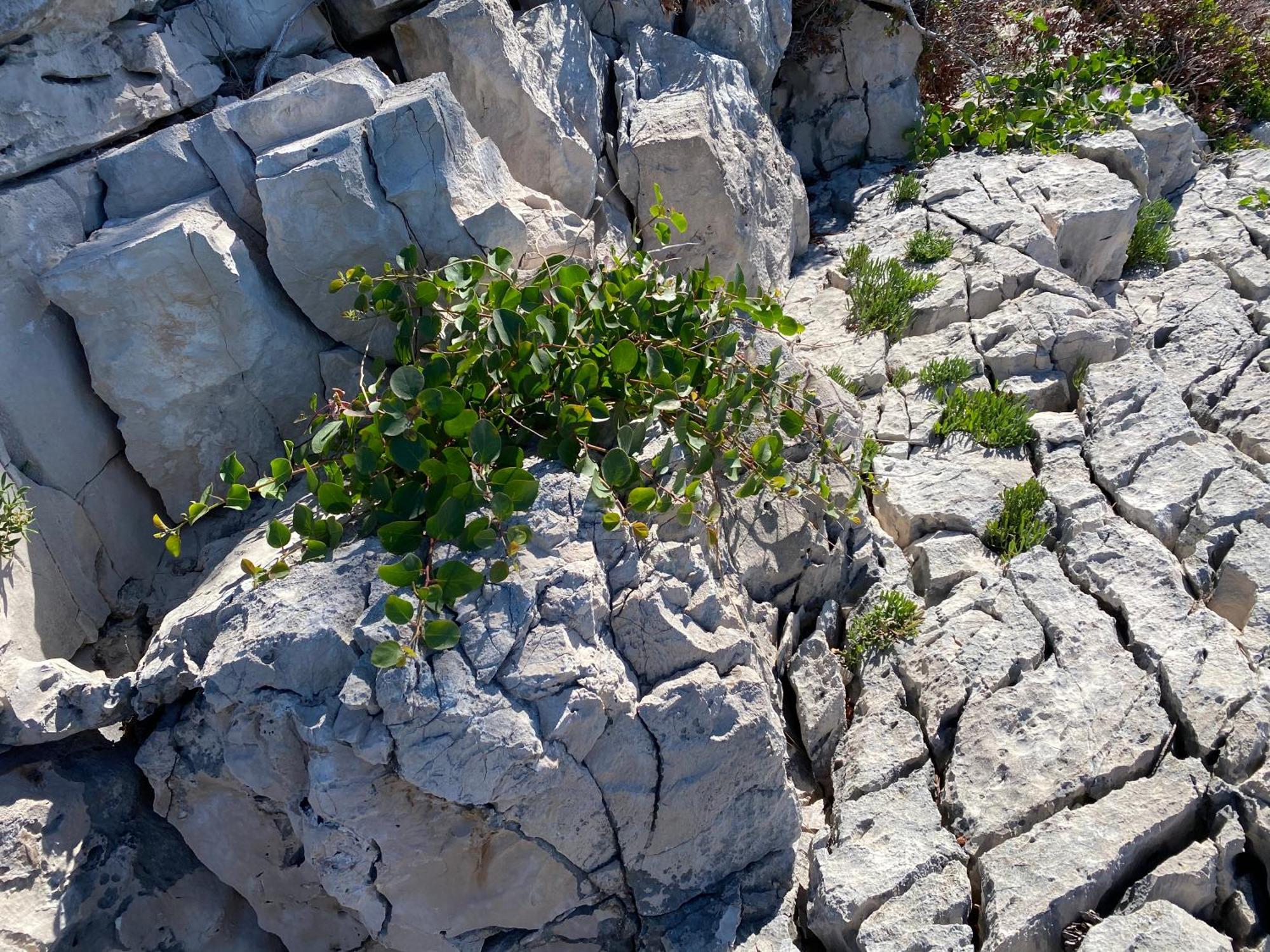 Villa Terra Nostra Hvar Hvar Town Eksteriør bilde